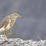 Colombo: Guided wet zone and wetland full day birding tour - FAQ