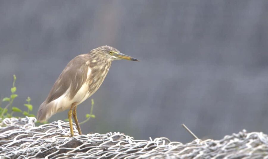 Colombo: Guided wet zone and wetland full day birding tour - FAQ