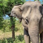 Colombo , Negombo to Trincomalee Transfer and Safari - FAQ