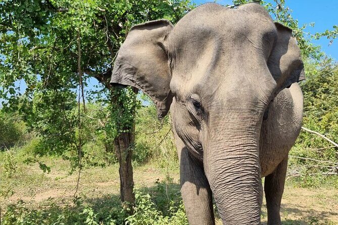 Colombo , Negombo to Trincomalee Transfer and Safari - FAQ