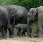 Colombo to Kandy,Ella & Yala 3 Day Tour - What the Reviews Say