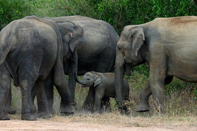 Colombo to Kandy,Ella & Yala 3 Day Tour - What the Reviews Say