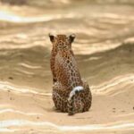 Colombo:Anuradhapura & Wilpattu Safari All Inclusive Tour - Anuradhapura Practicalities