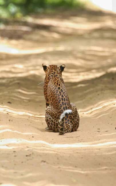 Colombo:Anuradhapura & Wilpattu Safari All Inclusive Tour - Anuradhapura Practicalities