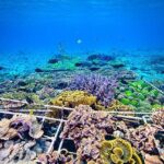 Coral Restoration Snorkeling Tour On Nusa Penida with NGO - Why This Tour Offers Real Value