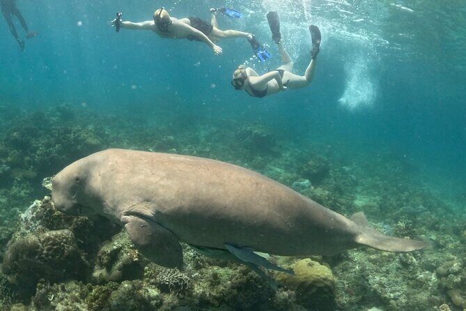 Coron Group Dugong and Turtle Watching with Lunch - Final Thoughts