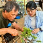 Create Your Own Pine Bonsai & Discover Aesthetics in Osaka Ikeda - A Detailed Look at the Experience