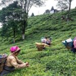Darjeeling Hills Escape for 3 Nights and 4 Days Private Tour - The Sum Up