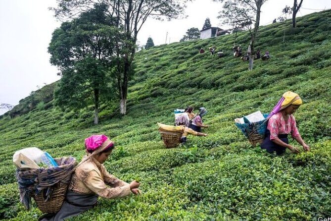 Darjeeling Hills Escape for 3 Nights and 4 Days Private Tour - The Sum Up