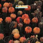 Davao: Full-Day Tour to Bansalan and Kapatagan - The Experience at Camp Sabros: The Grand Finale