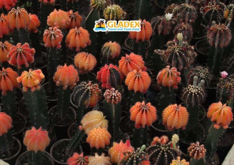 Davao: Full-Day Tour to Bansalan and Kapatagan - The Experience at Camp Sabros: The Grand Finale