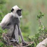 Day Excursion to Yala National Park From Colombo - A Few Things to Consider