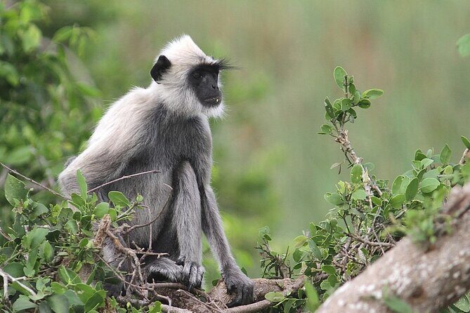 Day Excursion to Yala National Park From Colombo - A Few Things to Consider