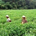 Day Tour of Picturesque Hangzhou - A Closer Look at the Hangzhou Day Tour Experience