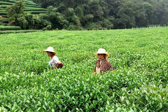 Day Tour of Picturesque Hangzhou - A Closer Look at the Hangzhou Day Tour Experience