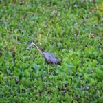 Day Tour to Anawilundawa Wetland Sanctuary - Temples: A Touch of Spirituality