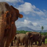 Day Tour to Elephant Orphanage / spice garden - Who Is This Tour Best For?