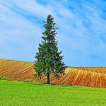 Day tour to Shikisai-no-oka, Asahiyama Zoo, Blue Pond | Sapporo - Exploring the Stops: What to Expect