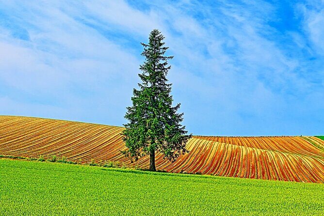 Day tour to Shikisai-no-oka, Asahiyama Zoo, Blue Pond | Sapporo - Exploring the Stops: What to Expect