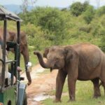 Day tour to Udawalawe from Colombo - What Makes This Tour Stand Out?