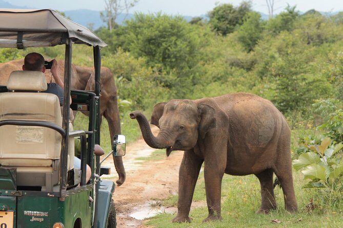 Day tour to Udawalawe from Colombo - What Makes This Tour Stand Out?