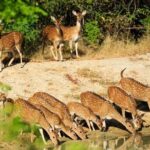 Day Tour to Wilpattu National Park From Negombo - Exploring the Wilpattu Experience in Detail