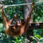 Day Trip Sepilok Orang Utan & Proboscis Monkey (Flight Excluded) - Authentic Experiences and Authentic Challenges