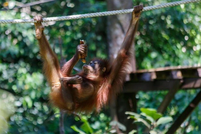 Day Trip Sepilok Orang Utan & Proboscis Monkey (Flight Excluded) - Authentic Experiences and Authentic Challenges