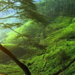 Day Trip to Nuwara Eliya with Kingfisher Tours - Who Would Love This Tour?