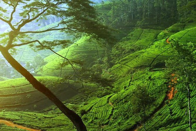 Day Trip to Nuwara Eliya with Kingfisher Tours - Who Would Love This Tour?