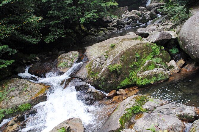 Day Trip to Yakushima by High Speed Jetfoil Toppy from Kagoshima - Practical Tips for Your Trip
