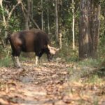 Day Walk(8-10h.) inside Chitwan National Park. - Practical Details and Tips
