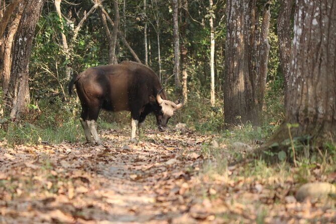 Day Walk(8-10h.) inside Chitwan National Park. - Practical Details and Tips