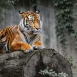 Delhi: 2-Day Ranthambore Safari Expedition with Car & Guide - The Practical Side: What You Need to Know