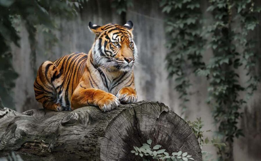 Delhi: 2-Day Ranthambore Safari Expedition with Car & Guide - The Practical Side: What You Need to Know