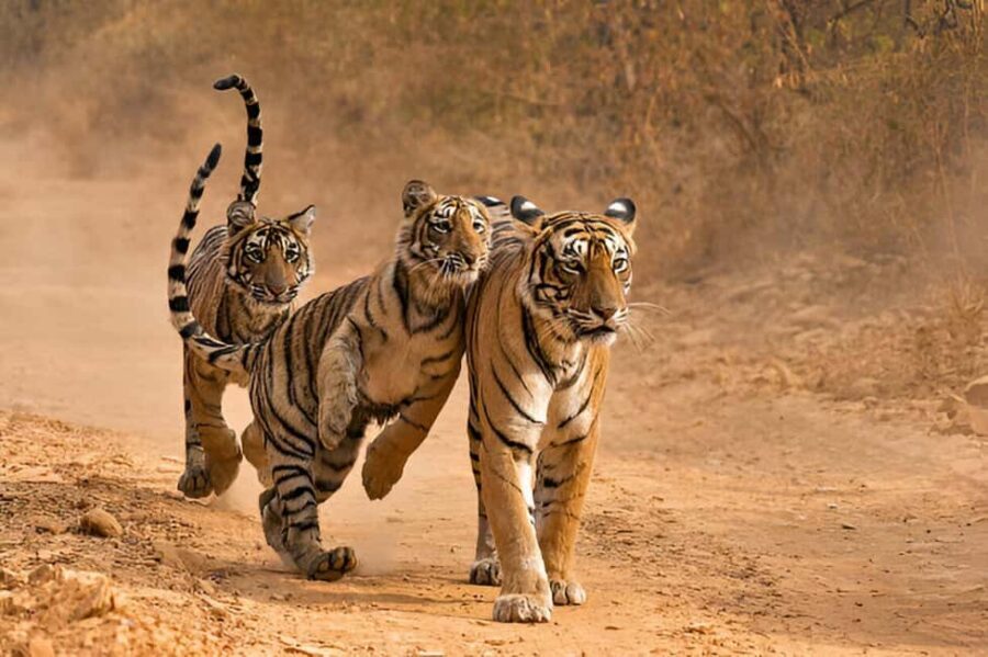 Delhi-Agra-Jaipur Golden Triangle Multiday trip with Safari - What We Loved About the Tour