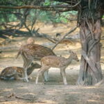 Delhi: Deer Park and Hauz Khas Village Walking Tour - What the Tour Includes and Practical Details