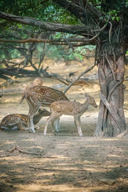 Delhi: Deer Park and Hauz Khas Village Walking Tour - What the Tour Includes and Practical Details