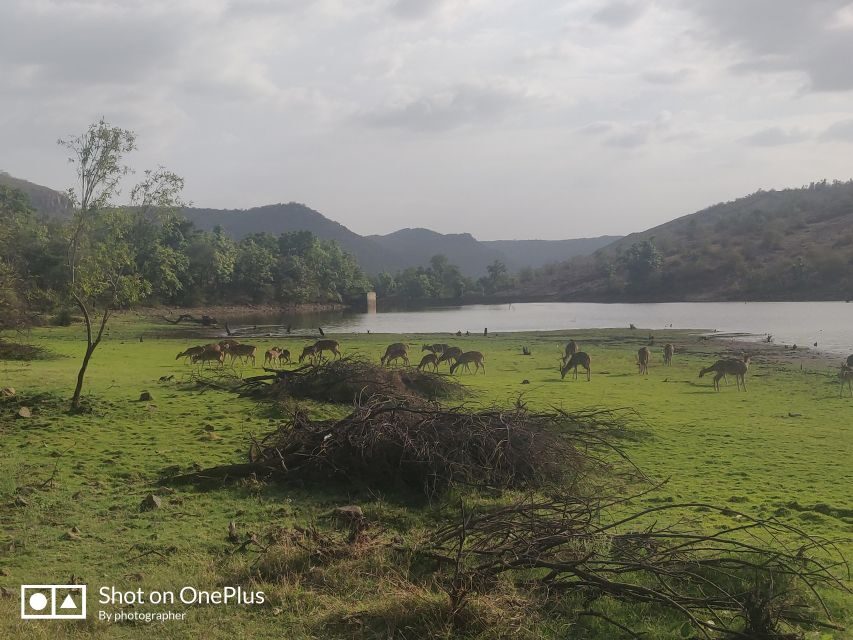 Delhi: Private 3-Days Jaipur & Ranthambore Tiger Safari Tour - The Value of This Tour