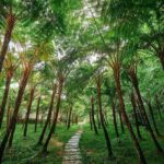 Discover Full Day Tour Doi Inthanon National Park from Chiang Mai - The Sum Up