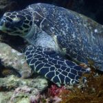 Discover Scuba Diving in Bali with photo and video - Value and Cost Analysis