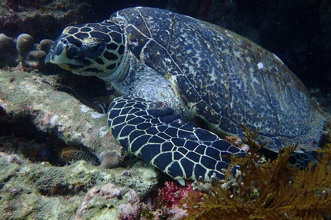 Discover Scuba Diving in Bali with photo and video - Value and Cost Analysis