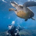 Discover Scuba Diving With Sea Turtles  Xiaoliuqiu, Taiwan - Who Should Consider This Experience?