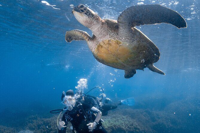 Discover Scuba Diving With Sea Turtles  Xiaoliuqiu, Taiwan - Who Should Consider This Experience?
