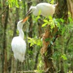 Discover Tan Lap Floating Village from Ho Chi Minh city - What Our Reviewers Say