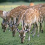 Discover the Timeless Charm and Natural Beauty of Nara - Analyzing the Value