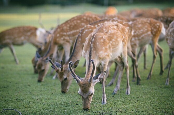Discover the Timeless Charm and Natural Beauty of Nara - Analyzing the Value