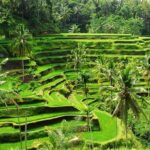 Discover Ubud: 2 Days Ubud Private Tour - Who Should Book This Tour?