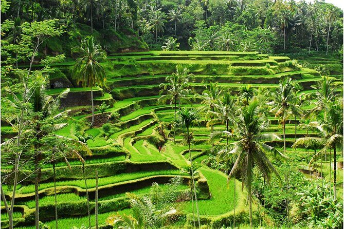 Discover Ubud: 2 Days Ubud Private Tour - Who Should Book This Tour?