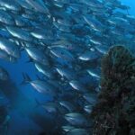 Dive at Tulamben Bali USS Liberty Ship Wreck - How the Experience Comes Together